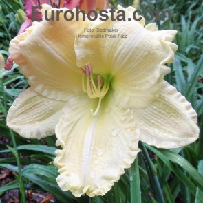 Hemerocallis Polar Fizz