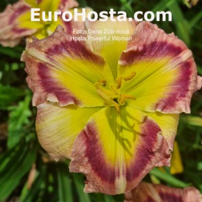 Hemerocallis Powerful Woman -  Eurohosta