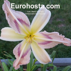 Hemerocallis Shy Pirouette 