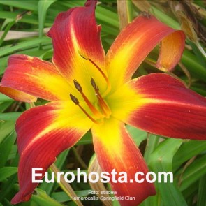 Hemerocallis Springfield Clan