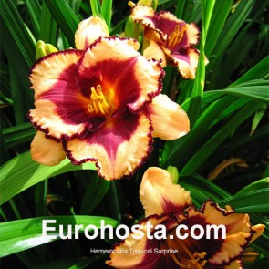 Hemerocallis Tropical Surprise