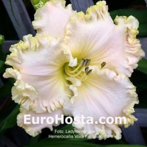 Hemerocallis Voila Francois - Eurohosta