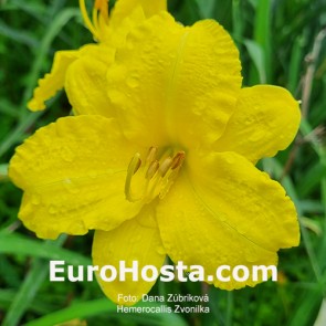 Hemerocallis Zvonilka