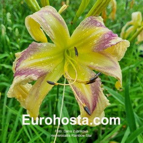 Hemerocallis Rainbow Star