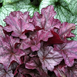 Heuchera Plum Royale