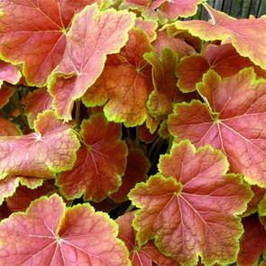 Heuchera Tiramisu