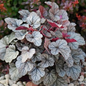 Heuchera Silver Scrolls