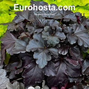 Heuchera Black Pearl 