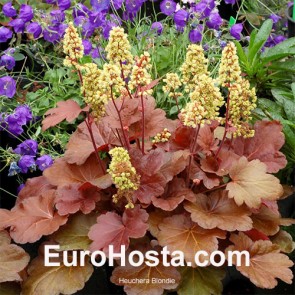 Heuchera Blondie