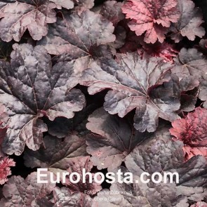 Heuchera Cajun Fire