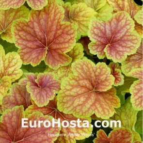 Heuchera Delta Dawn