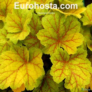 Heuchera Electra