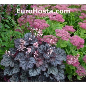 Heuchera L Cutie Frost