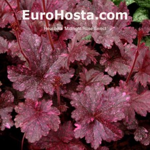 Heuchera Midnight Rose Select