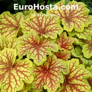 Heuchera Red Lightning