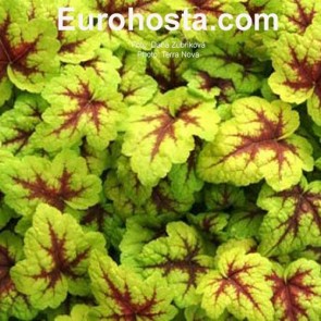 Heucherella Stoplight