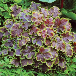 Heucherella Solar Eclipse