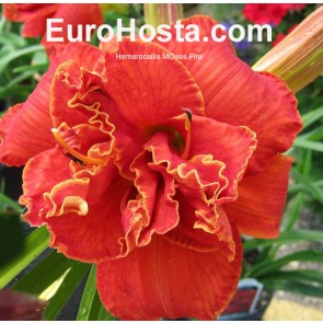 Hemerocallis Moses Fire