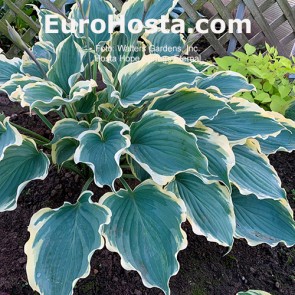 hosta Hope Springs Eternal