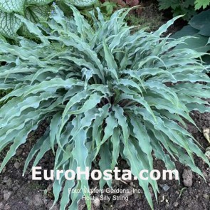 Hosta Silly String