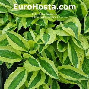 Hosta Yellow Polka Dot Bikiny - Eurohosta