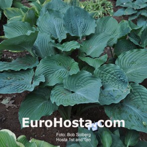 Hosta 1st and Ten