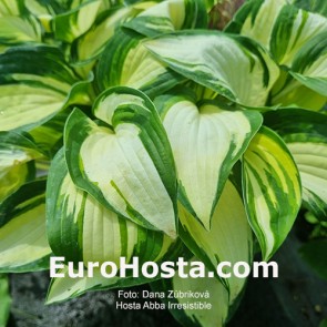 Hosta Abba Irresistible