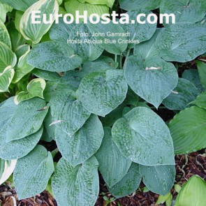 hosta Abiqua Blue Crinkles