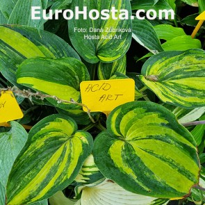 Hosta Acid Art