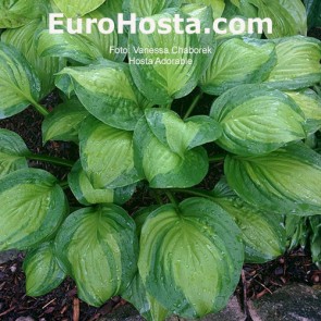 Hosta Adorable