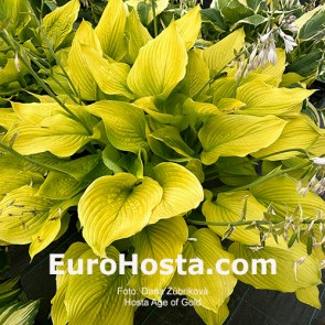 Hosta Age of Gold