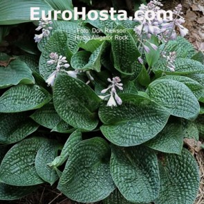 hosta Alligator Rock