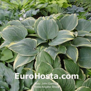 Hosta Alligator Shoes - Eurohosta