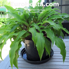 Hosta Asian Froggy