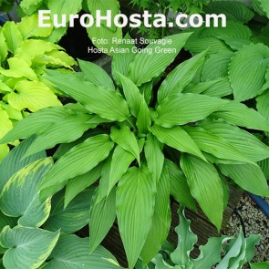 Hosta Asian Going Green