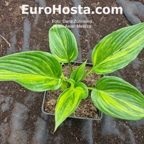 Hosta Asian Mestiza