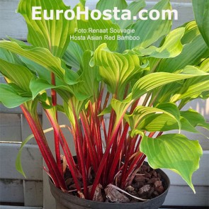 Hosta Asian Red Bamboo