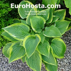 Hosta Asian Serenade