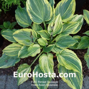 Hosta Asian Showcase