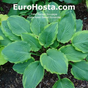 Hosta Asian Sweet Surrender