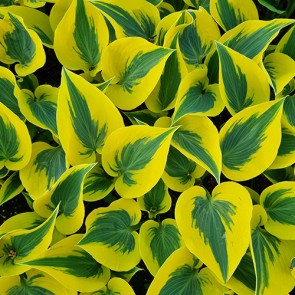 Hosta Autumn Frost 