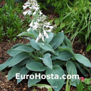 Hosta Big Mama - Eurohosta