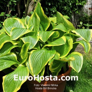 Hosta Bill Brincka