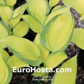 hosta Blazing Hot