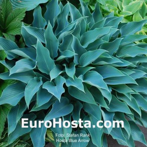 Hosta Blue Arrow