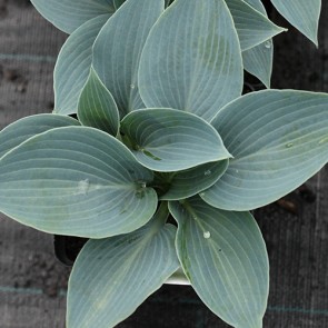 Hosta Blue Jay - Eurohosta