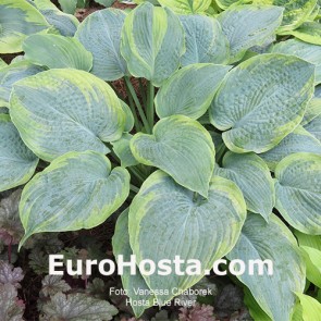 Hosta Blue River