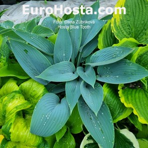 Hosta Blue Tooth