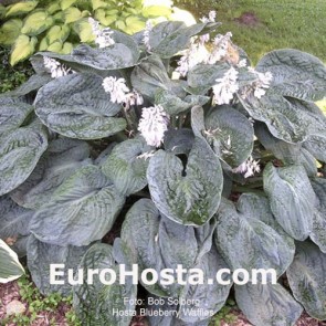 Hosta Blueberry Waffles