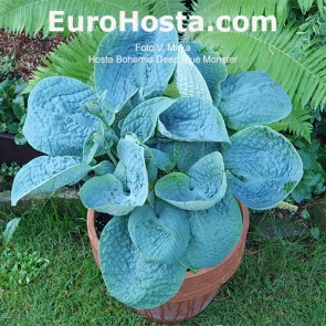 Hosta Bohemia Deep Ocean Monster